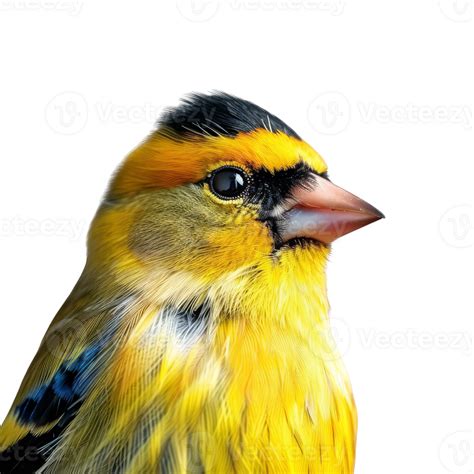 Bright Yellow American Goldfinch Bird, Isolated Background 45962110 PNG