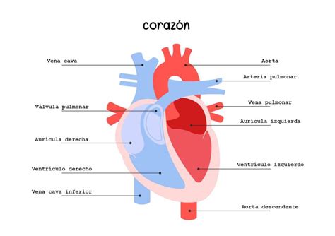 Resúmenes de Corazón Descarga apuntes de Corazón