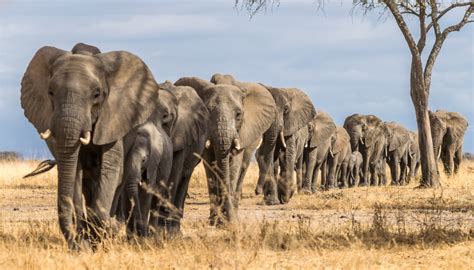 La Misteriosa Muerte De Más De 300 Elefantes En África Tiene