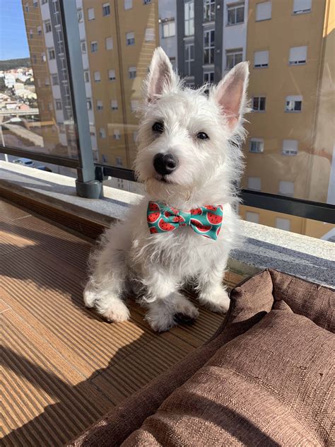A Terrific Teacup Westie can be your New Best Friend