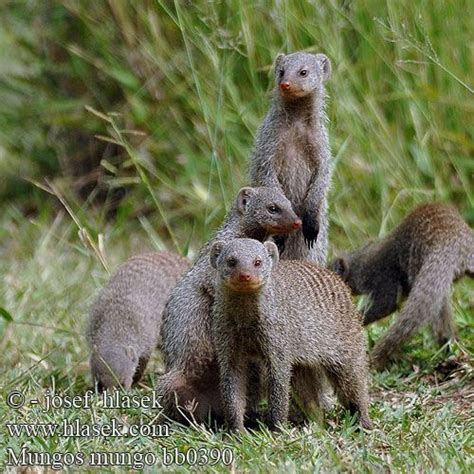 Zebra Mongoose Pet Birds Animals Animal Pictures