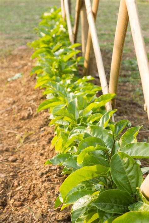 Growing Passion Fruit In A Garden Stock Photo Image Of Sweet