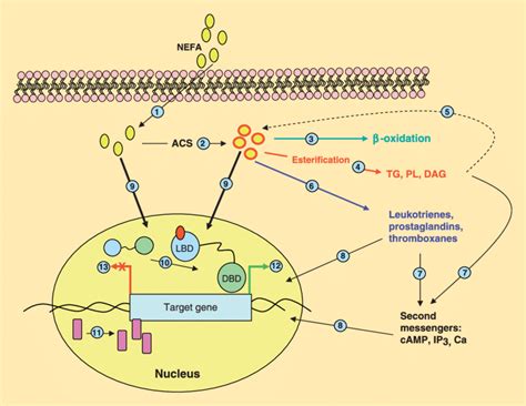 Regulation Of Gene Expression By Fatty Acids And Their Metabolites Non