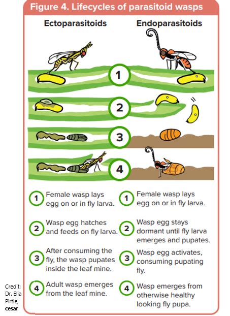 Parasitoid Wasp Life Cycle