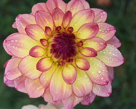 2023 Photo Contest Portrait Gallery — Dahlia Society Of Ohio