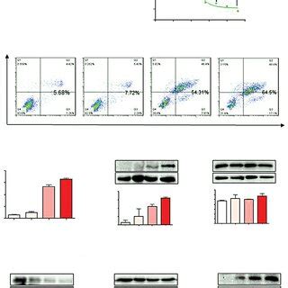 Wz Inhibits Cell Growth And Induces Apoptosis In H Cells A