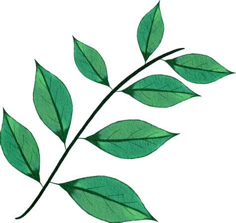 Watercolour Green Leaf 13446180 PNG