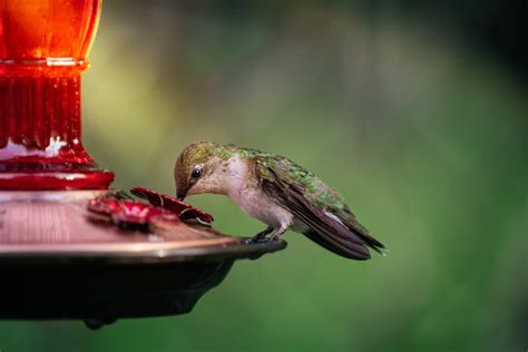 A Ruby-throated Hummingbird drinking Water · Free Stock Photo