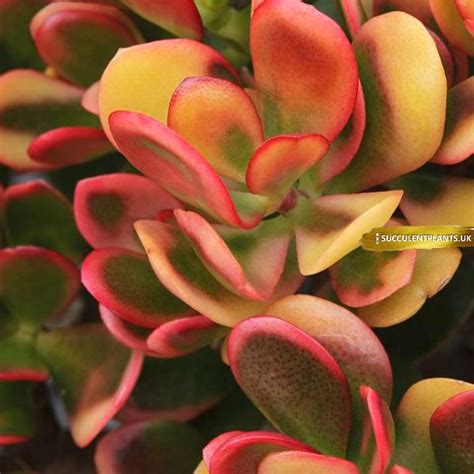 Crassula Ovata Hummel Sunset Leaf Cutting Succulent Plants Uk