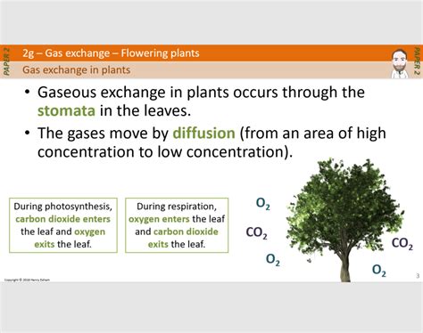 2g Gas Exchange - Flowering Plants