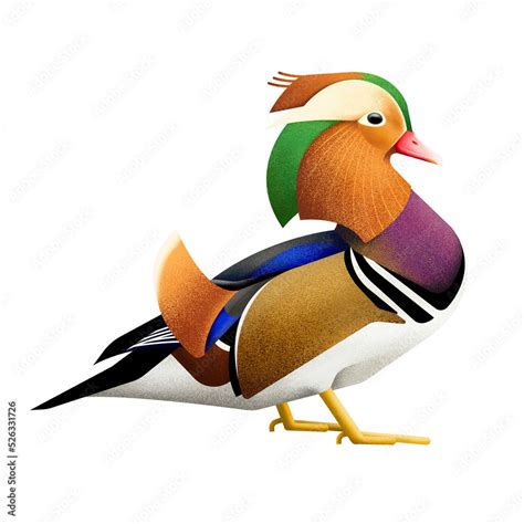 Mandarin Duck With Png Transparent Background Stock Illustration