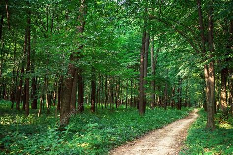 Beautiful Forest — Stock Photo © Ivantsov 56699995