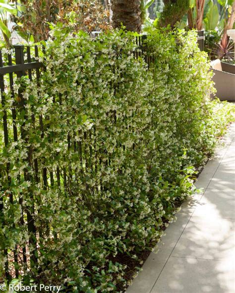 Star Jasmine Waterwise Garden Planner