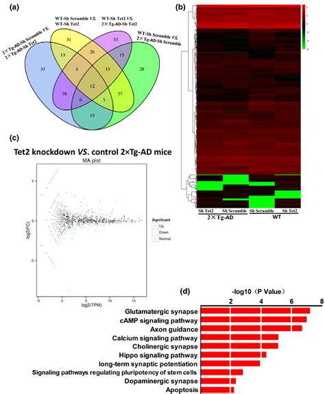 Role Of Ten Eleven Translocation Tet In Modulating Neuronal