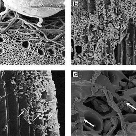 Visual Observation Of Colonization Of Biochar By Microorganisms Fresh