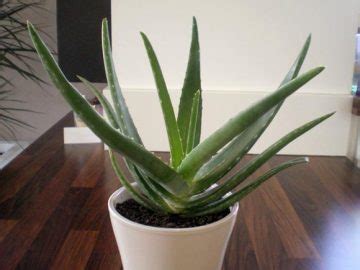 Aloe Vera Richtig Pflegen Damit Du Immer Frisches Gel Hast Heartdiy