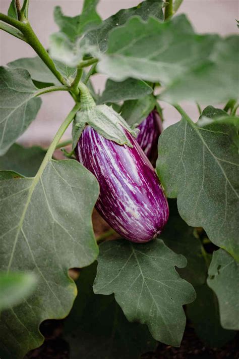 How To Grow Eggplants The Complete Guide