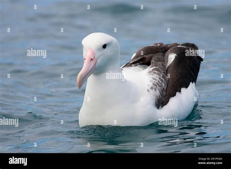 Albatros Reales Del Sur Diomedea Epomophora Albatros Reales