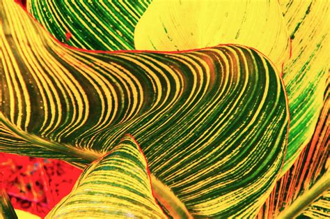 Watermelon Hidden Behind Leaves. by Search4Star on DeviantArt