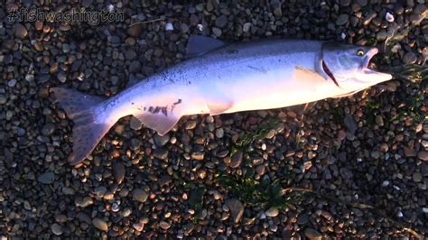 How To Catch Pink Salmon In The Puget Sound 9ed