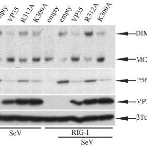 Effect Of Vp And Dsrna Binding Mutants On Virus And Rig I Mediated