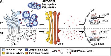 Model of α synuclein dependent effects on ATF6 signaling and the UPR