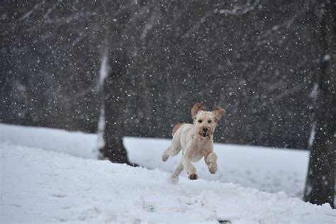 3440x1440 Dog Running In A Snow UltraWide Quad HD 1440P ,HD 4k ...