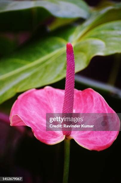 Spadix Botany Photos And Premium High Res Pictures Getty Images