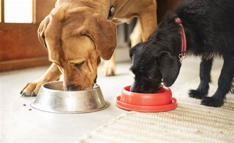 The Ultimate Showdown: The Farmer's Dog vs Ollie