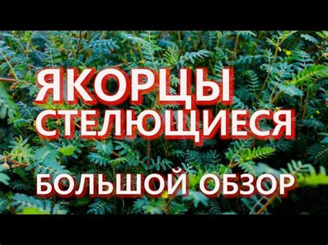 ЯКОРЦЫ СТЕЛЮЩИЕСЯ. Большой обзор. Последние исследования - YouTube
