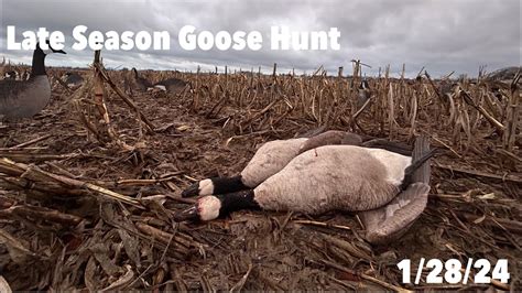 Tough Late Season Goose Hunt 2024 Youtube