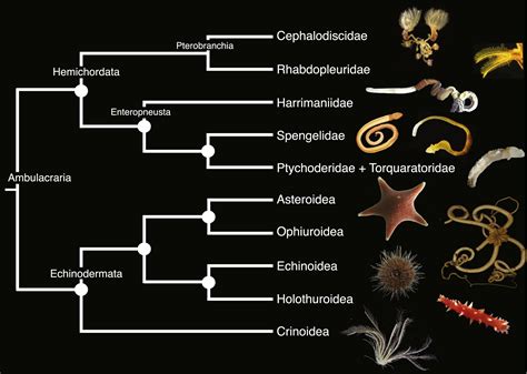 Phylogenomic Resolution Of The Hemichordate And Echinoderm Clade