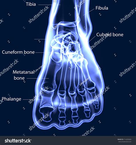 3d Illustration Human Body Feet Bone Stock Illustration 714205660