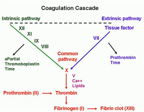 Coagulation Cascade Diagram Quizlet