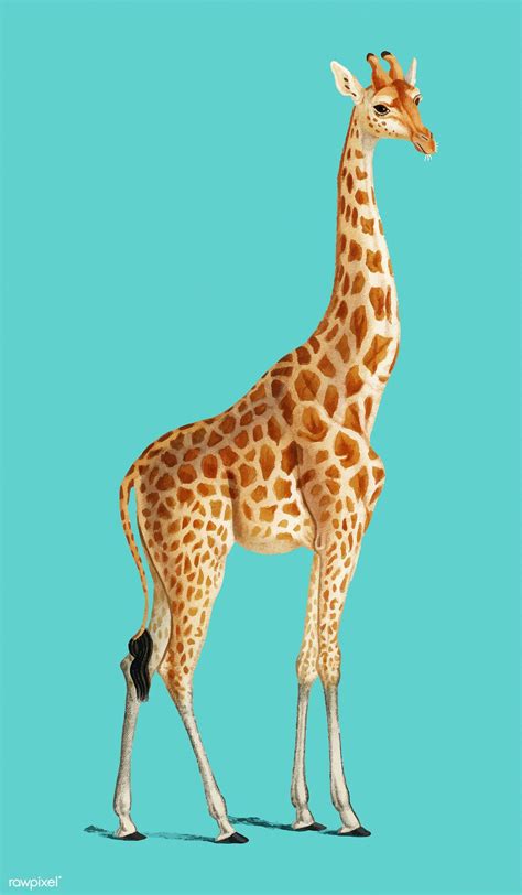 Giraffe Illustration Tree Illustration Mountain Zebra Giraffe Art