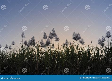 Sugar Cane Fields Flower at Sunny Sunset. Stock Photo - Image of nature ...