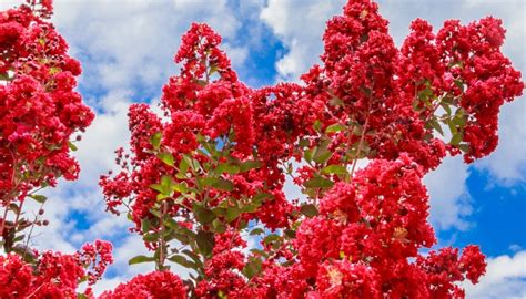 21 Best Crepe Myrtle Varieties To Enliven Your Landscape - Rennie Orchards