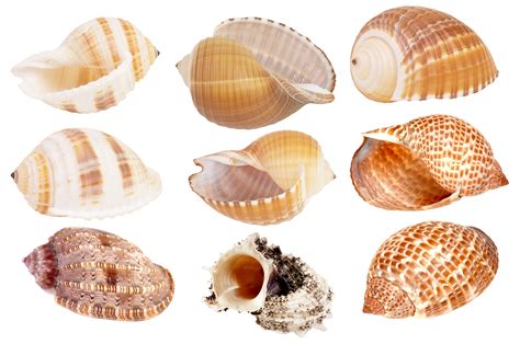 Seashell Png