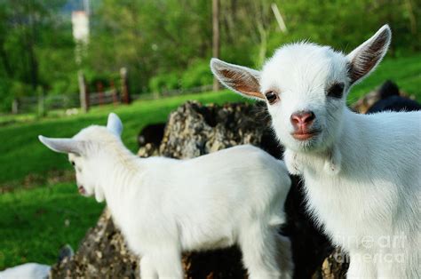 Pygmy Goat Kids Photograph By Thomas R Fletcher