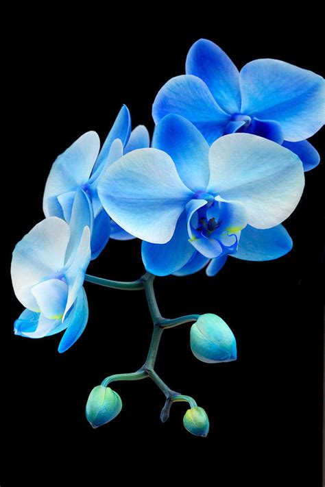 Blue Sapphire Phalaenopsis Orchid Photograph by Robert Jensen