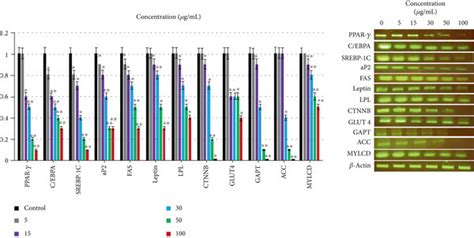 The Rase1 Effect On Mrna Gene Expression Levels Of Adipogenesis And