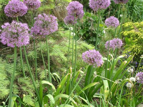 Czosnek olbrzymi Allium giganteum Szkółka Roślin Zielone Tarasy