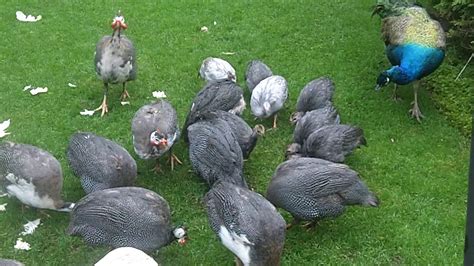 Guinea Fowl Keets Exploring For The First Time Youtube