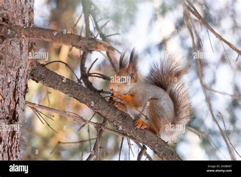 Eichhörnchen sitzt im Winter auf einem Baumstamm mit Schnee Das