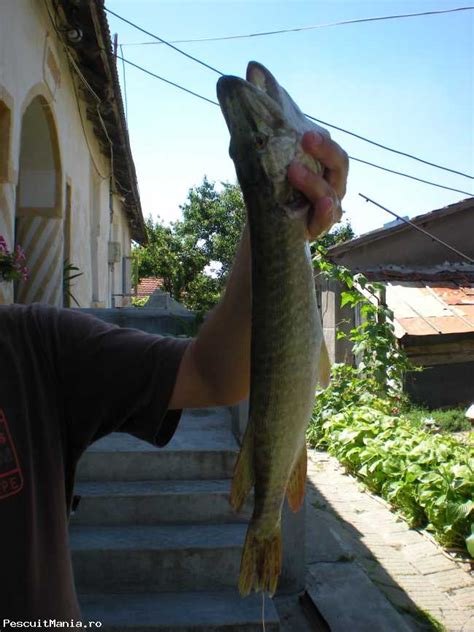 Capturi Pe Balta Canal Dunare Marea Neagra Capturi La Pescuit