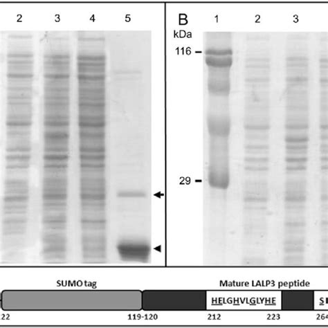 Western Blot Analyses Of L Intermedia Crude Venom Cross Reactivity