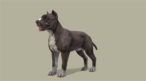 Dog Pitbull Buy Royalty Free 3d Model By Reddeer Billl90