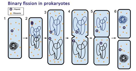 Binary Fission Diagram