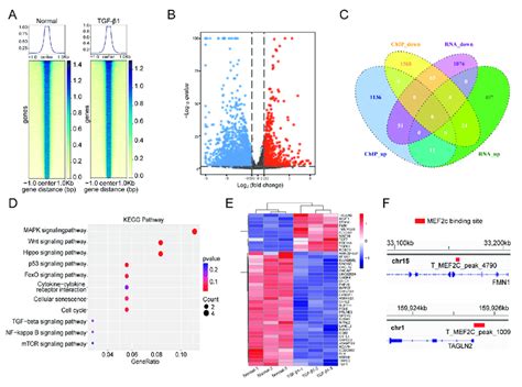 MOBT Regulated The Downstream Target Genes Of MEF2c A A ChIP Seq