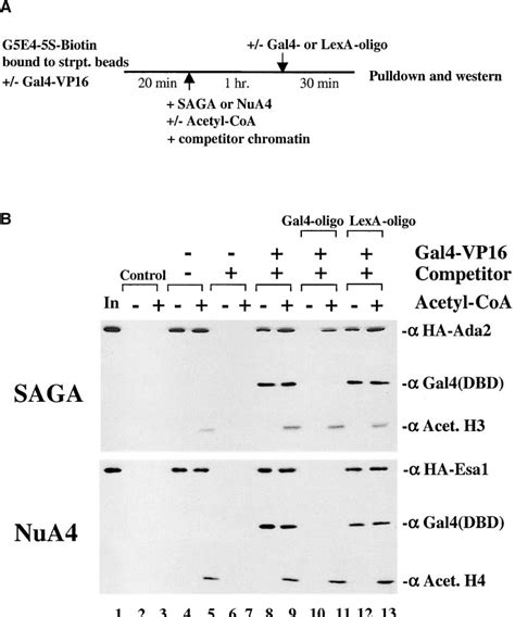 Figure 2 from Function and Selectivity of Bromodomains in Anchoring ...